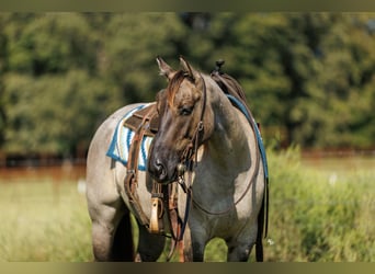 American Quarter Horse, Castrone, 4 Anni, Grullo