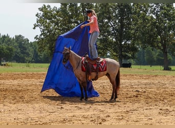 American Quarter Horse, Castrone, 4 Anni, Grullo
