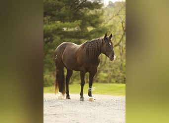 American Quarter Horse, Castrone, 4 Anni, Morello