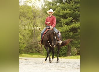 American Quarter Horse, Castrone, 4 Anni, Morello