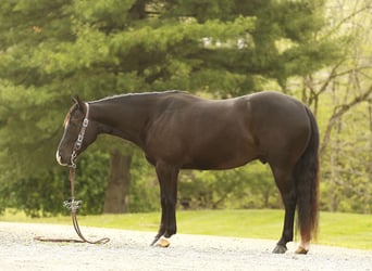 American Quarter Horse, Castrone, 4 Anni, Morello