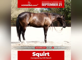 American Quarter Horse, Castrone, 4 Anni, Morello