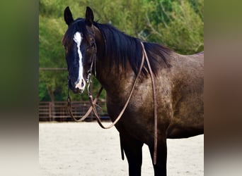 American Quarter Horse, Castrone, 4 Anni, Morello
