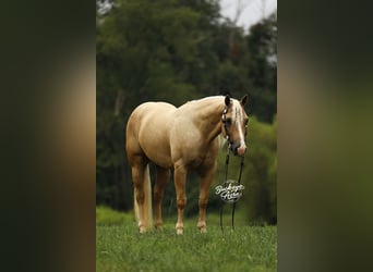 American Quarter Horse, Castrone, 4 Anni, Palomino