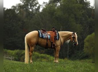 American Quarter Horse, Castrone, 4 Anni, Palomino