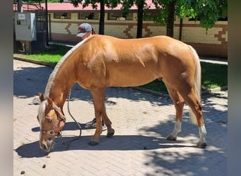 American Quarter Horse, Castrone, 4 Anni, Palomino