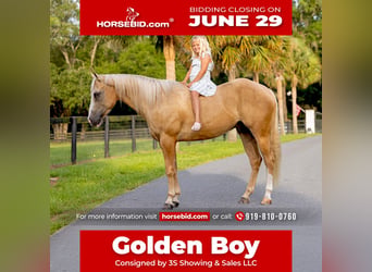 American Quarter Horse, Castrone, 4 Anni, Palomino