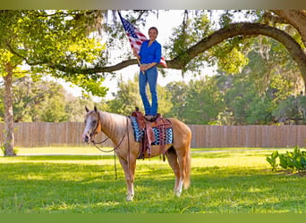 American Quarter Horse, Castrone, 4 Anni, Palomino
