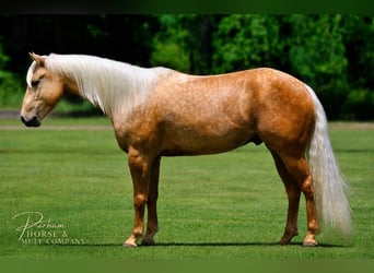 American Quarter Horse, Castrone, 4 Anni, Palomino