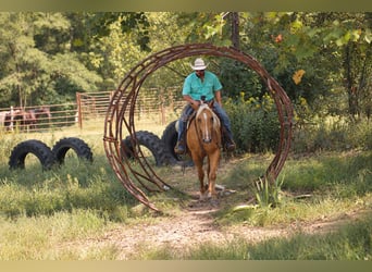 American Quarter Horse, Castrone, 4 Anni, Palomino
