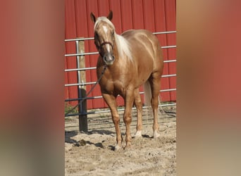 American Quarter Horse, Castrone, 4 Anni, Palomino