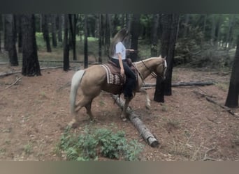 American Quarter Horse, Castrone, 4 Anni, Palomino