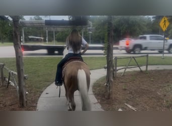 American Quarter Horse, Castrone, 4 Anni, Palomino