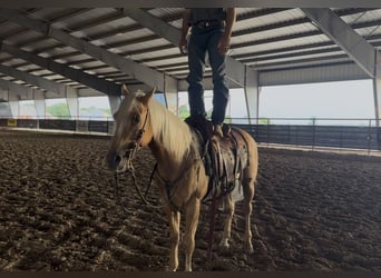 American Quarter Horse, Castrone, 4 Anni, Palomino