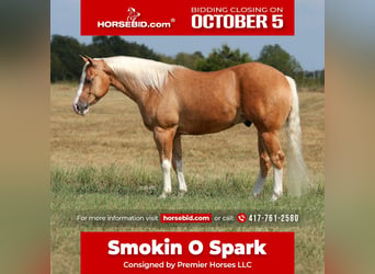 American Quarter Horse, Castrone, 4 Anni, Palomino
