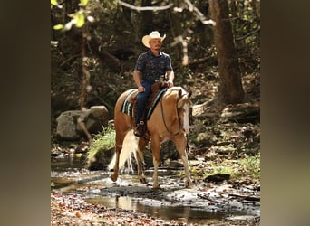 American Quarter Horse, Castrone, 4 Anni, Palomino
