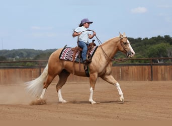 American Quarter Horse, Castrone, 4 Anni, Palomino