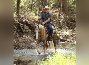 American Quarter Horse, Castrone, 4 Anni, Palomino