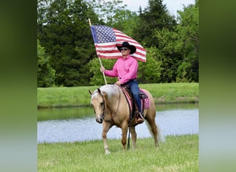 American Quarter Horse, Castrone, 4 Anni, Palomino
