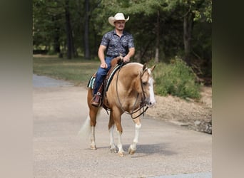 American Quarter Horse, Castrone, 4 Anni, Palomino