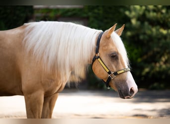 American Quarter Horse, Castrone, 4 Anni, Palomino