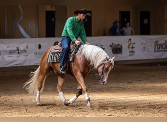 American Quarter Horse, Castrone, 4 Anni, Palomino