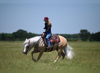 American Quarter Horse, Castrone, 4 Anni, Palomino
