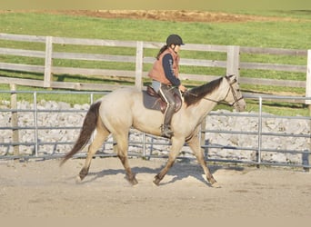 American Quarter Horse, Castrone, 4 Anni, Pelle di daino