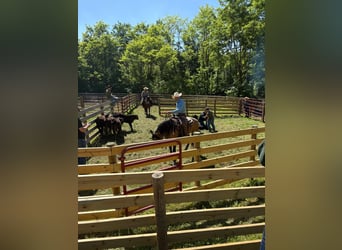 American Quarter Horse, Castrone, 4 Anni, Pelle di daino