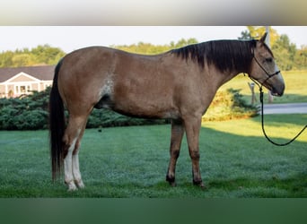 American Quarter Horse Mix, Castrone, 4 Anni, Pelle di daino