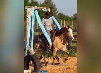 American Quarter Horse Mix, Castrone, 4 Anni, Pelle di daino