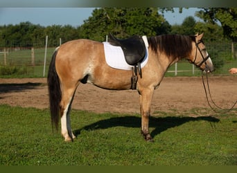 American Quarter Horse Mix, Castrone, 4 Anni, Pelle di daino