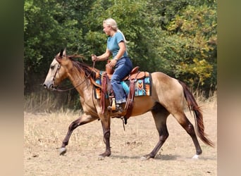 American Quarter Horse, Castrone, 4 Anni, Pelle di daino