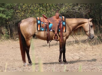 American Quarter Horse, Castrone, 4 Anni, Pelle di daino