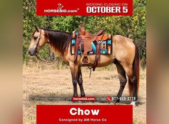 American Quarter Horse, Castrone, 4 Anni, Pelle di daino