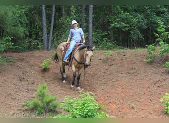 American Quarter Horse, Castrone, 4 Anni, Pelle di daino