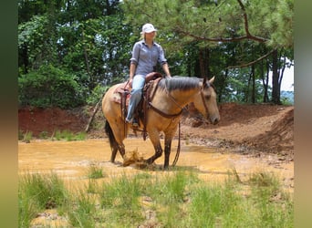 American Quarter Horse, Castrone, 4 Anni, Pelle di daino