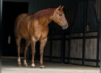 American Quarter Horse, Castrone, 4 Anni, Red dun