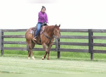 American Quarter Horse, Castrone, 4 Anni, Red dun