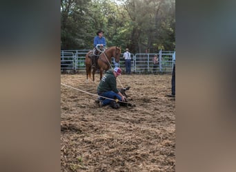 American Quarter Horse, Castrone, 4 Anni, Red dun