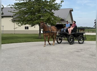 American Quarter Horse, Castrone, 4 Anni, Red dun