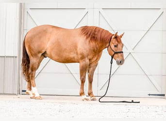 American Quarter Horse, Castrone, 4 Anni, Red dun
