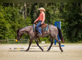 American Quarter Horse, Castrone, 4 Anni, Roano blu