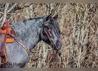 American Quarter Horse, Castrone, 4 Anni, Roano blu