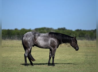 American Quarter Horse, Castrone, 4 Anni, Roano blu