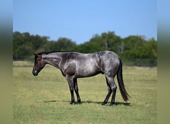 American Quarter Horse, Castrone, 4 Anni, Roano blu