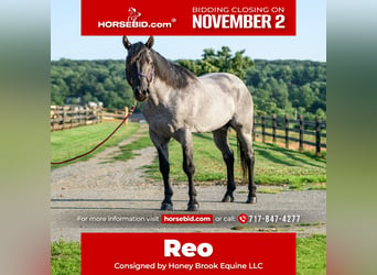 American Quarter Horse, Castrone, 4 Anni, Roano blu