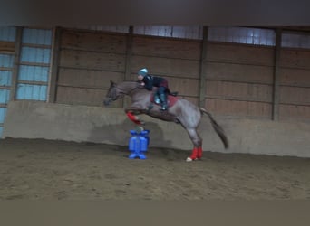 American Quarter Horse, Castrone, 4 Anni, Roano rosso