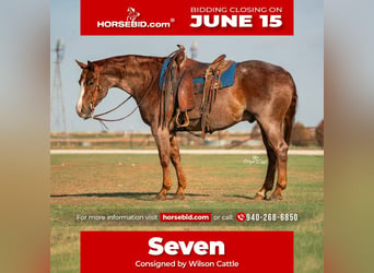 American Quarter Horse, Castrone, 4 Anni, Roano rosso