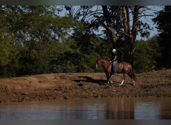 American Quarter Horse, Castrone, 4 Anni, Roano rosso